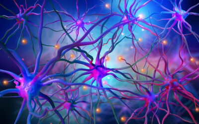 A Bigger and Better Brain